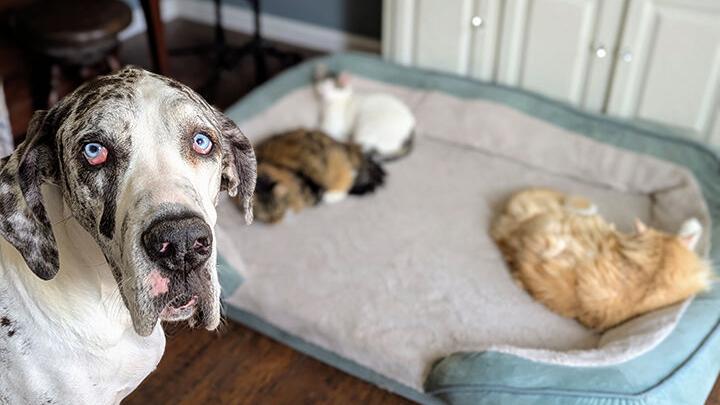 Picture Your Pet 2025 photo contest (Part 1)